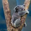 a koala bear; pixabay