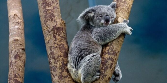a koala bear; pixabay